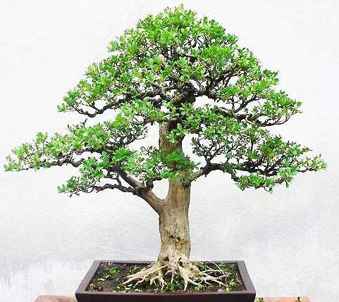 Chinese Boxwood bonsai  seeds buxus microphylla 